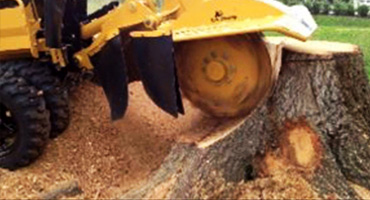 Stump Grinding & Removal